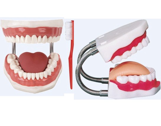 牙护理保健模型（放大5倍）