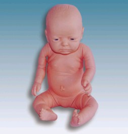 出生婴儿模型