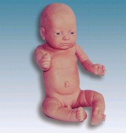 足月婴儿模型