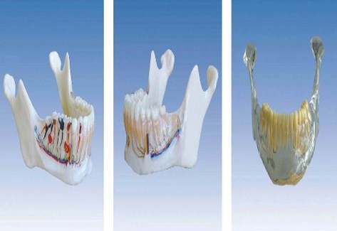 下颌骨解剖模型