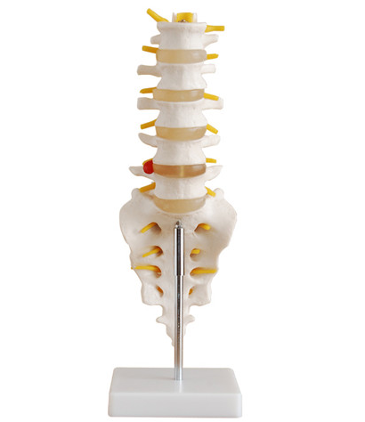 自然大腰椎带尾椎骨模型