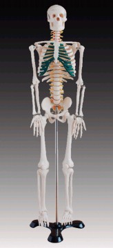 人体骨骼带神经模型85cm