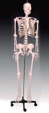 人体骨骼模型42cm