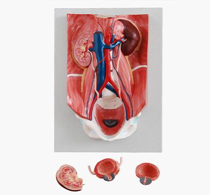 泌尿系统附腹后壁模型