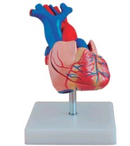 自然大心脏解剖模型