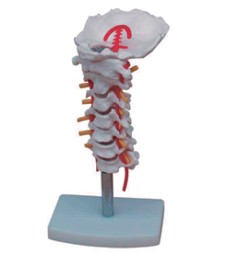 颈椎带颈动脉、后枕骨、椎间盘与神经模型