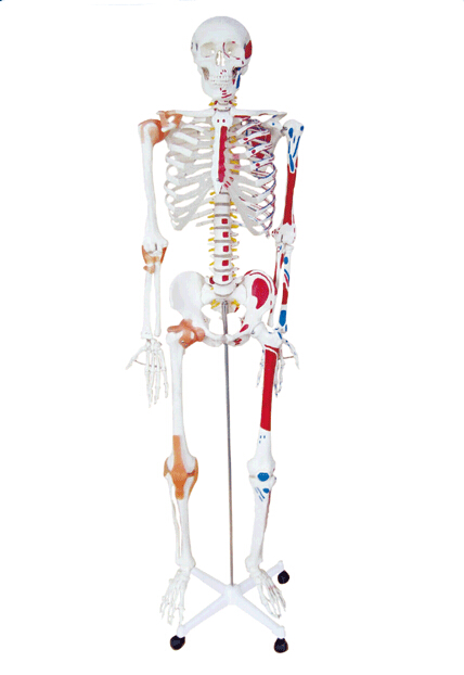 人体骨骼半边肌肉着色附韧带模型