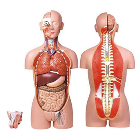 男，女两性人体背部开放式半身躯干模型