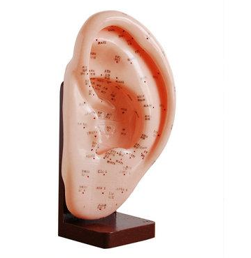 耳针灸模型（中文、英代）40cm
