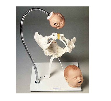带有胎儿头的骨盆模型