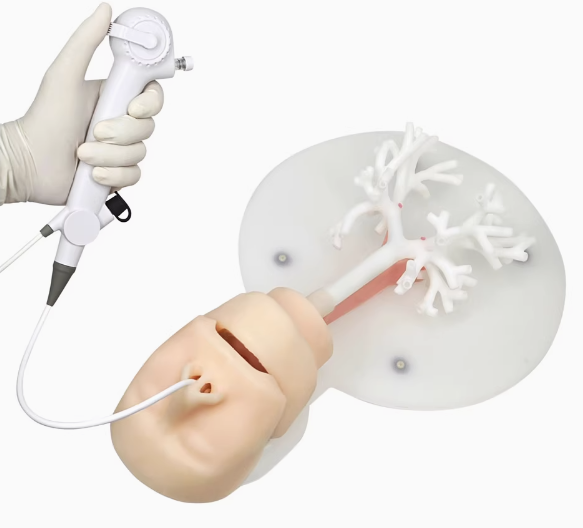 支气管镜训练模型